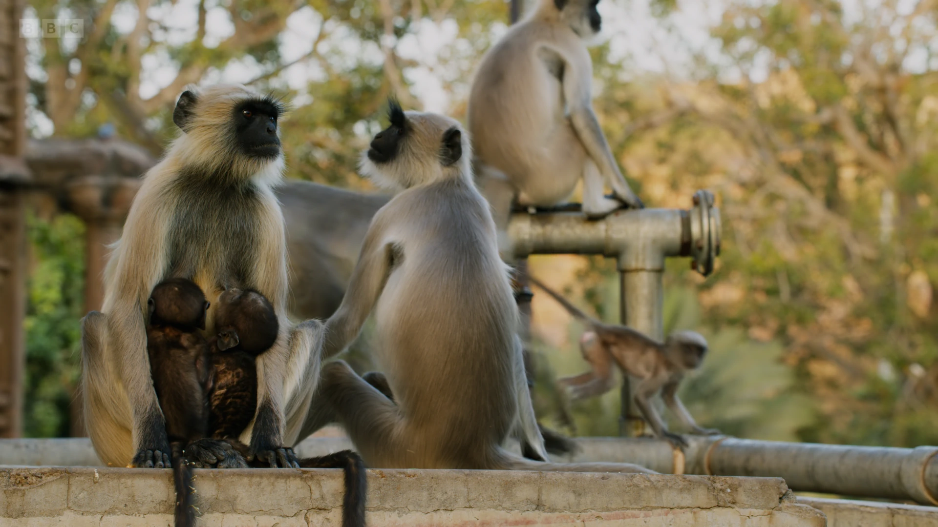 Northern plains grey langur (Semnopithecus entellus) as shown in Planet Earth II - Cities